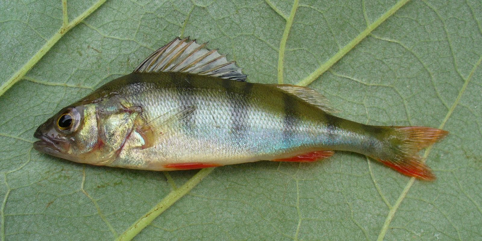 Abborre — 3/3