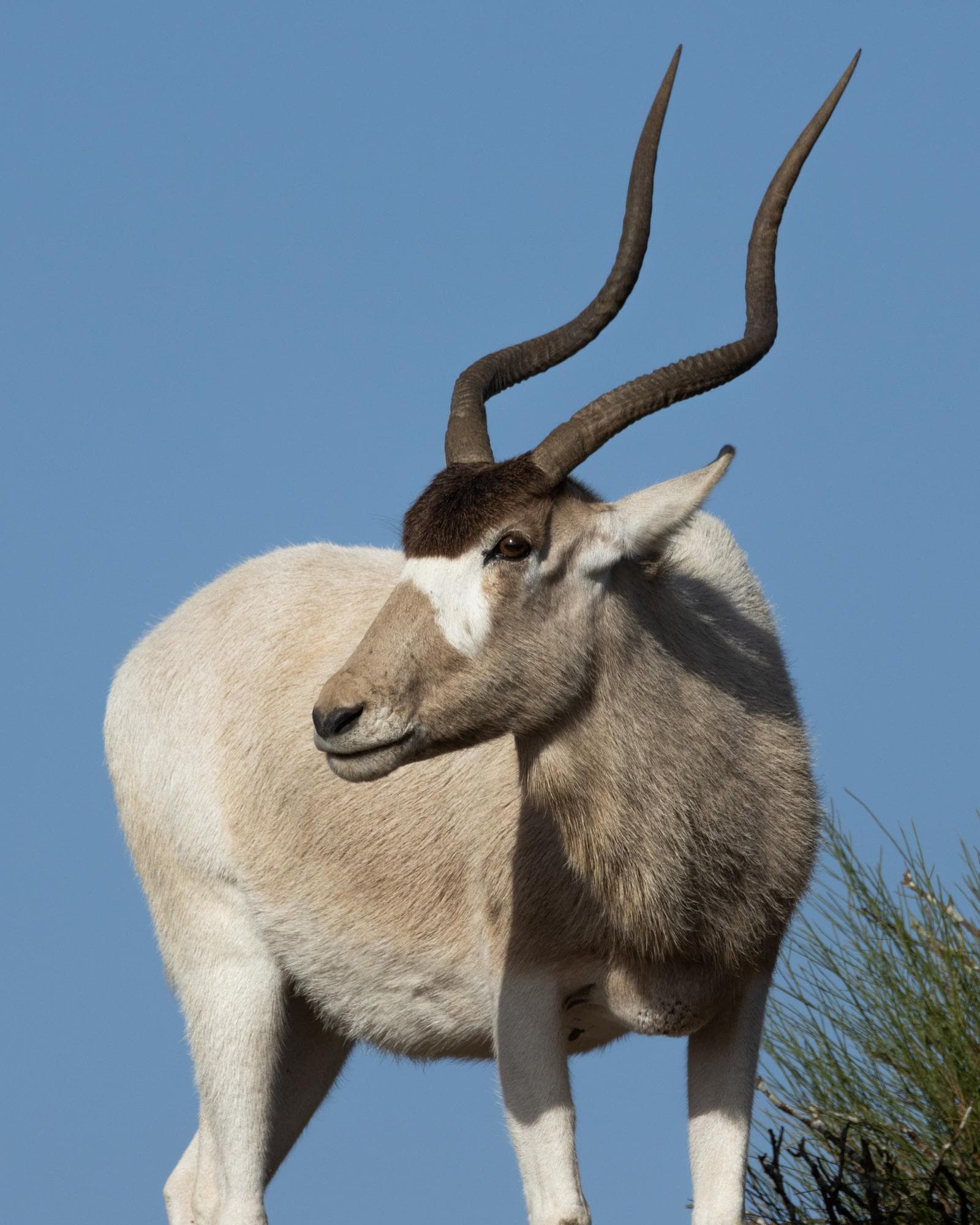 Addax — 2/3