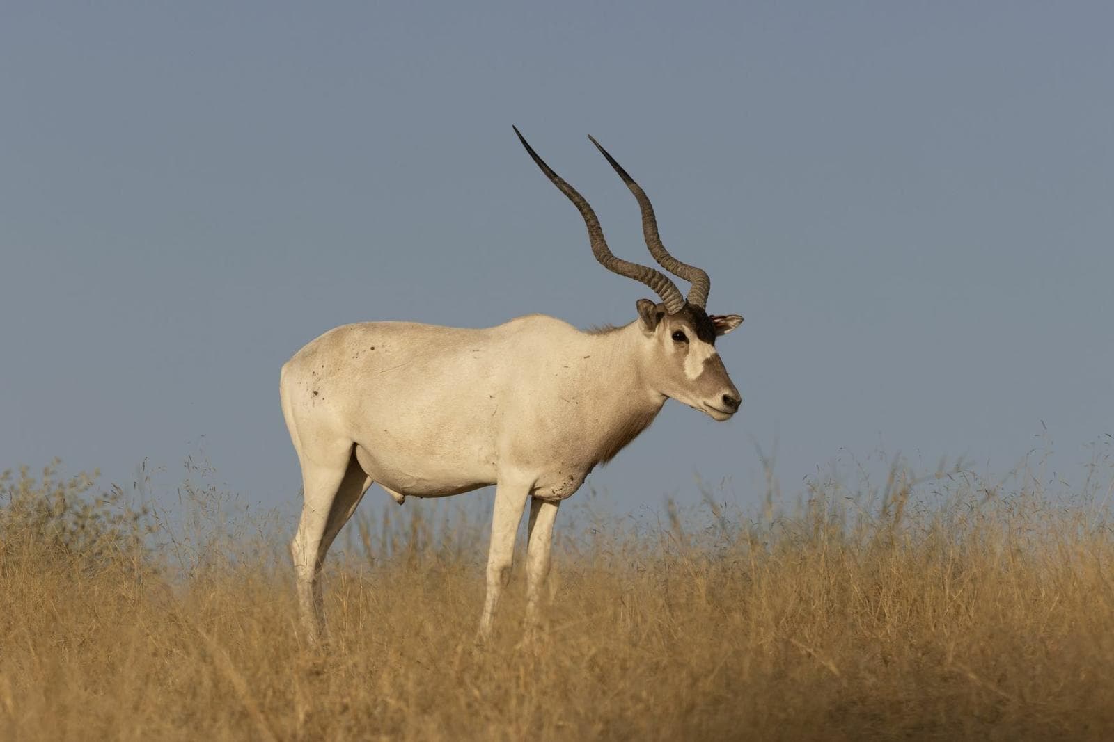 Addax — 3/3