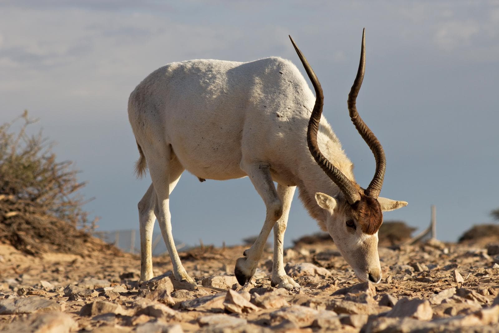 Addax — 1/3