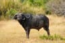 Afrikansk buffel