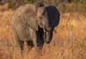Afrikansk elefant