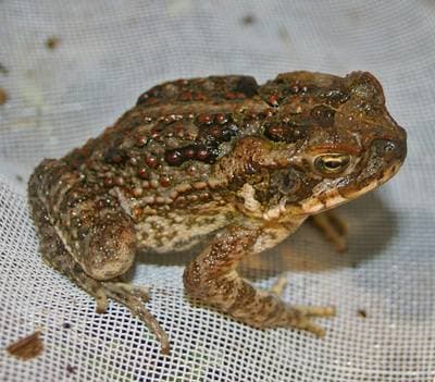 Agapadda