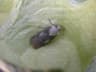 Agrotis puta