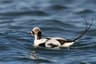 Alfågel