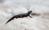 Alpvattensalamander