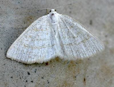 Alstermätare