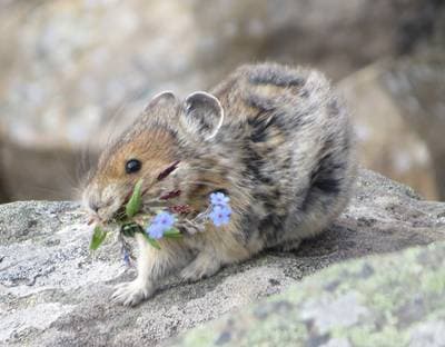 Amerikansk pika