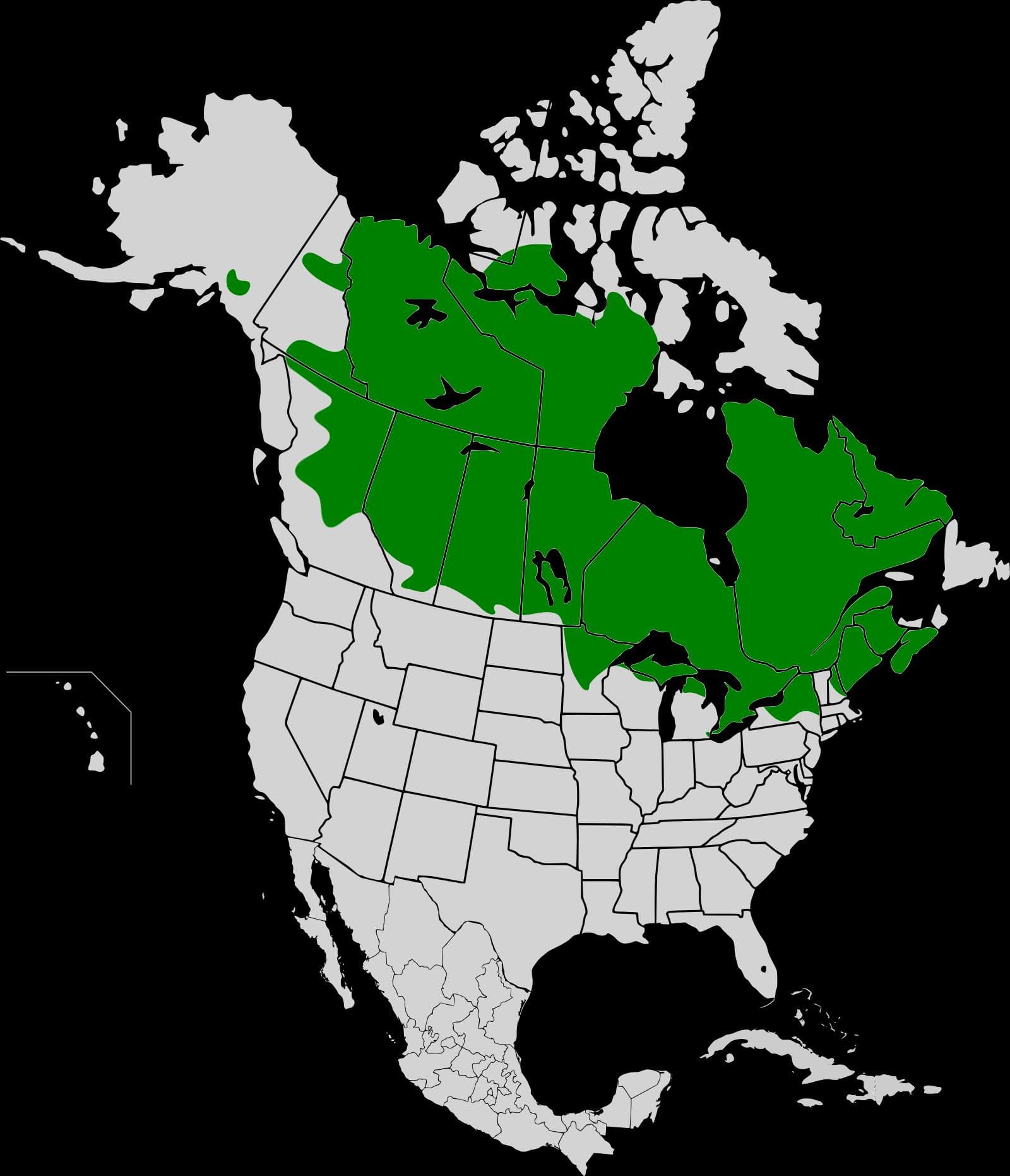 Amerikansk sik — 3/3