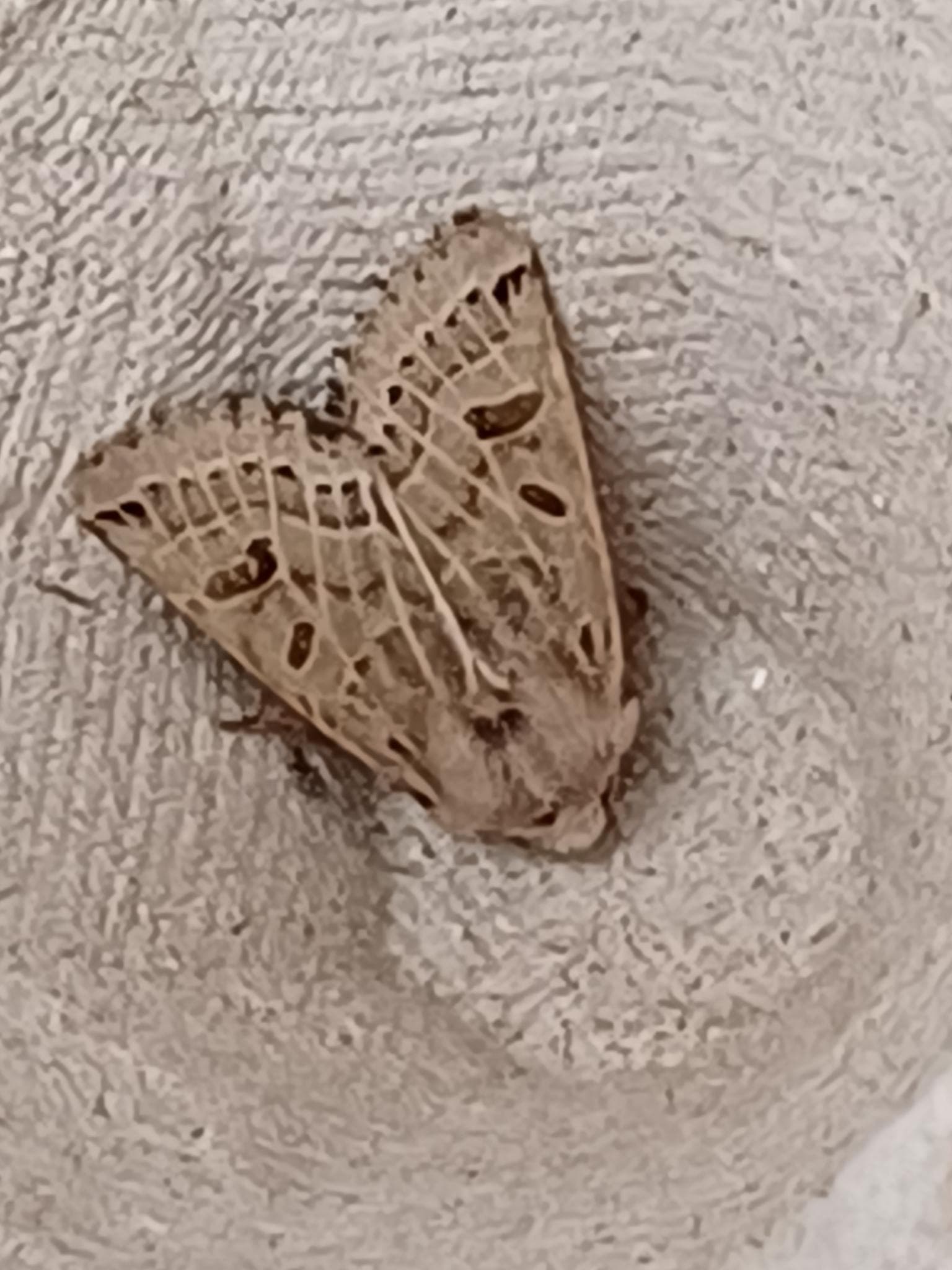 Anchoscelis lunosa — 3/3