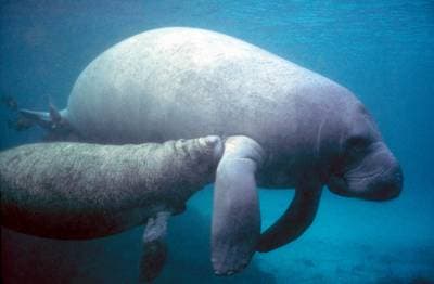 Antillisk manati