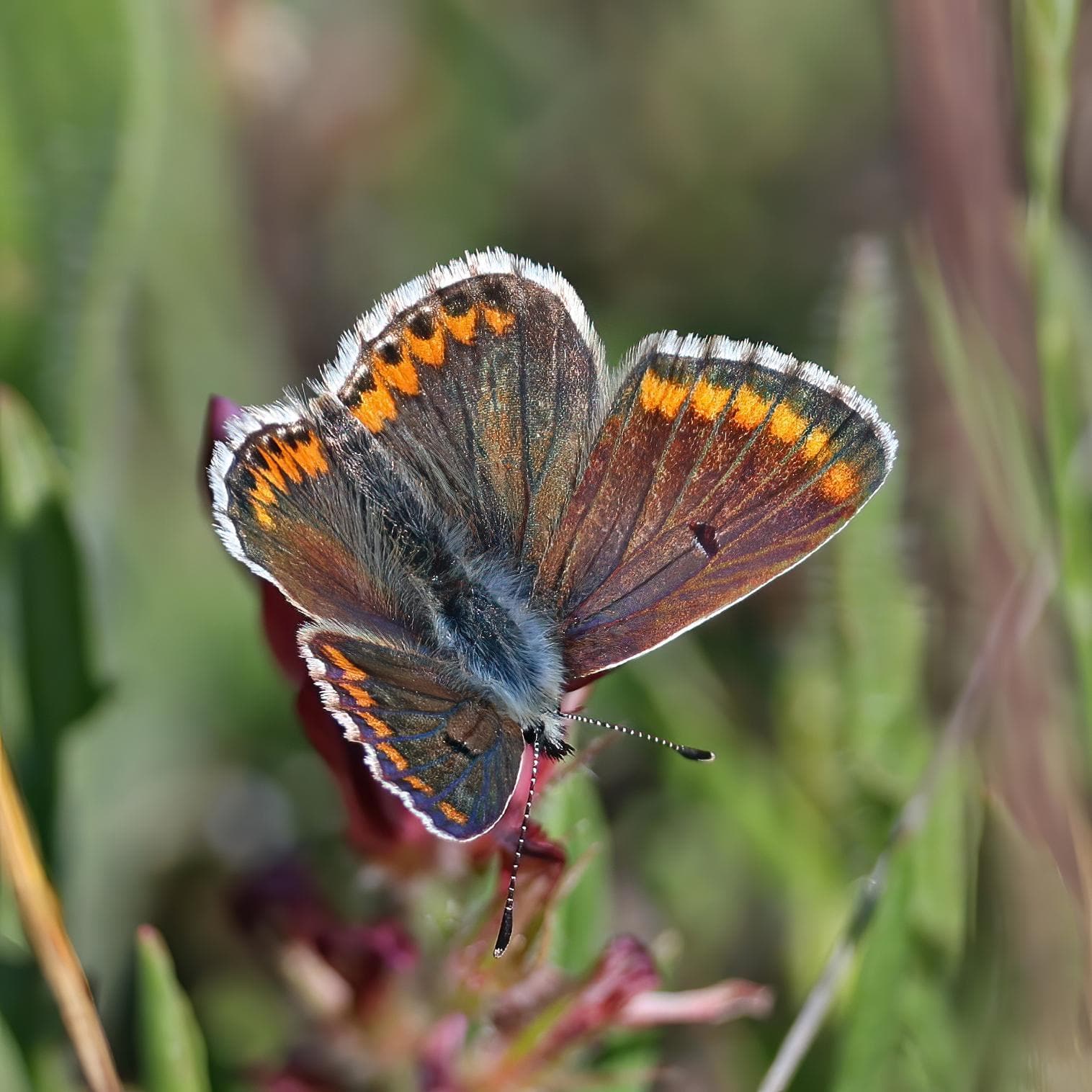 Aricia agestis — 3/3