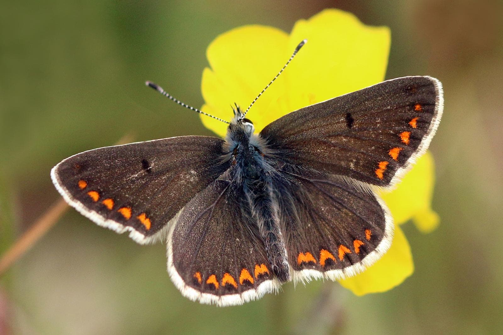 Aricia agestis — 1/3