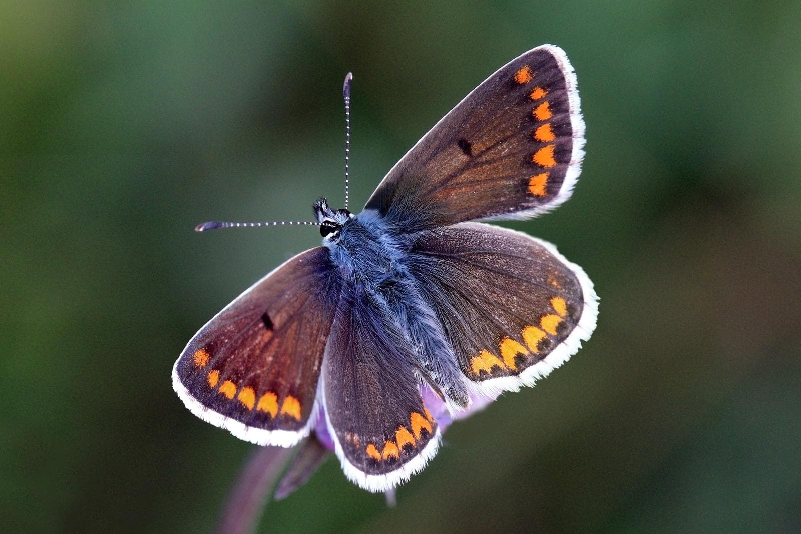 Aricia agestis — 2/3