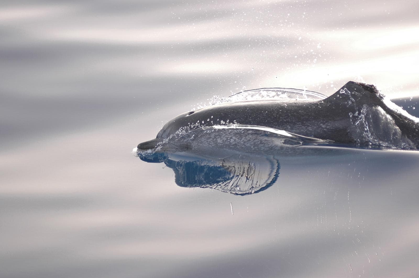 Atlantisk fläckdelfin — 1/3