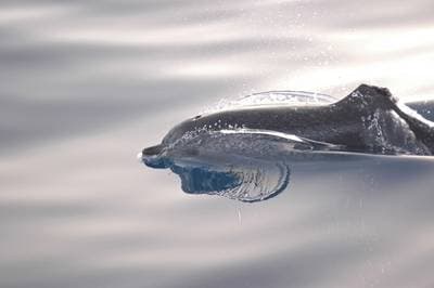 Atlantisk fläckdelfin