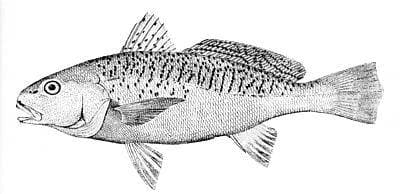 Atlantisk trumfisk