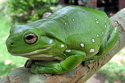 Australisk grön trädgroda