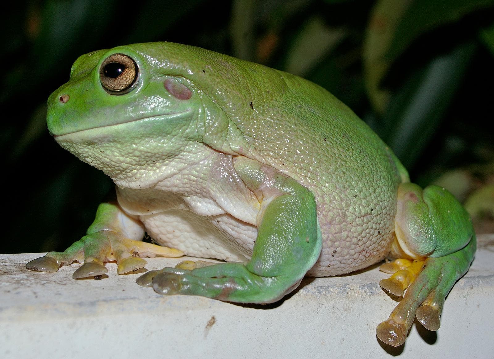 Australisk grön trädgroda — 2/3