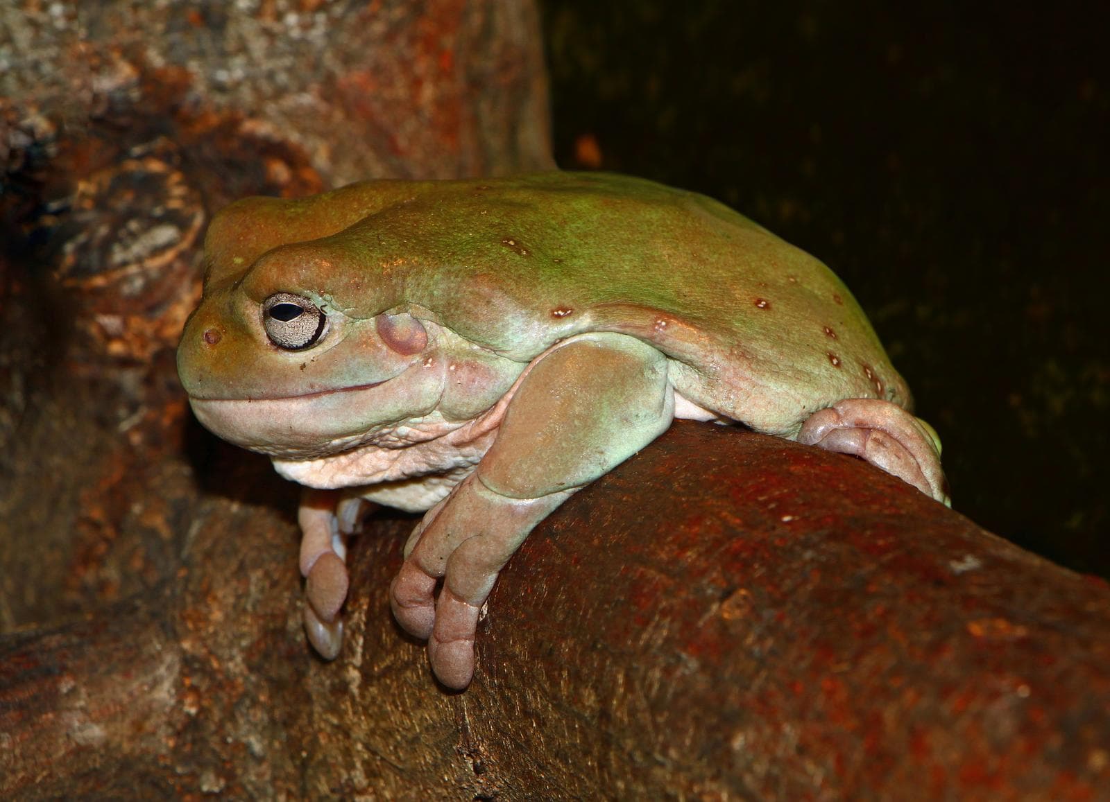 Australisk grön trädgroda — 3/3