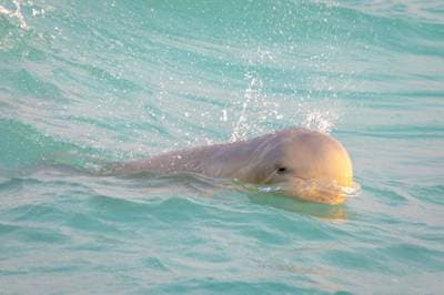 Australisk snubbelfindelfin