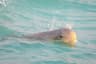 Australisk snubbelfindelfin