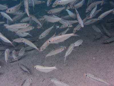 Axelfläcksardin
