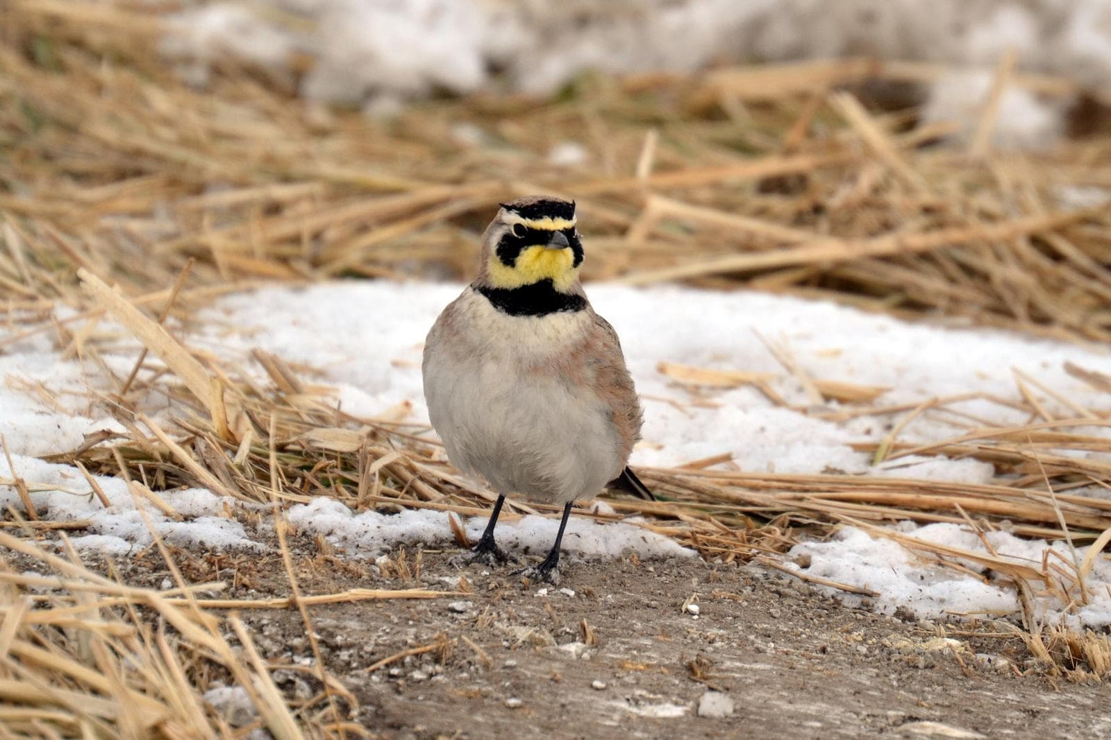 Berglärka — 1/3