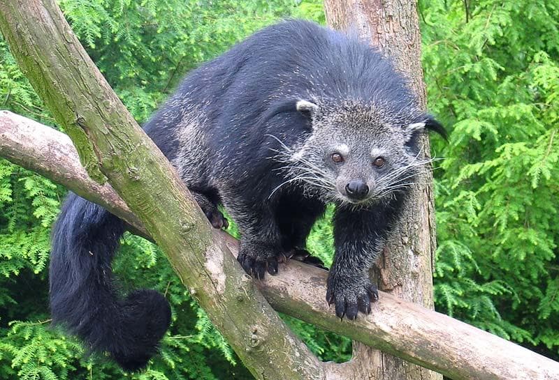 Binturong — 1/3