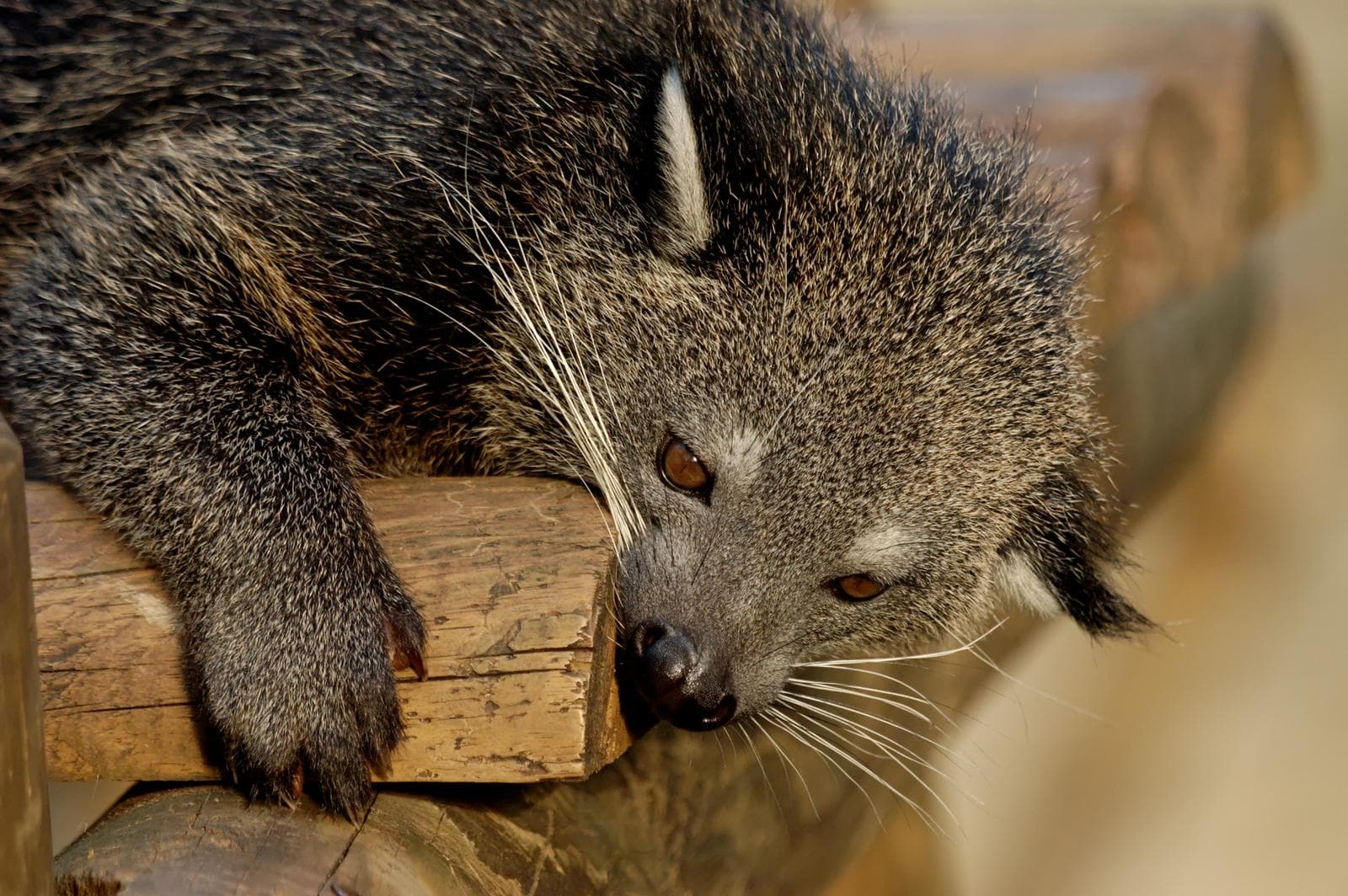Binturong — 2/3