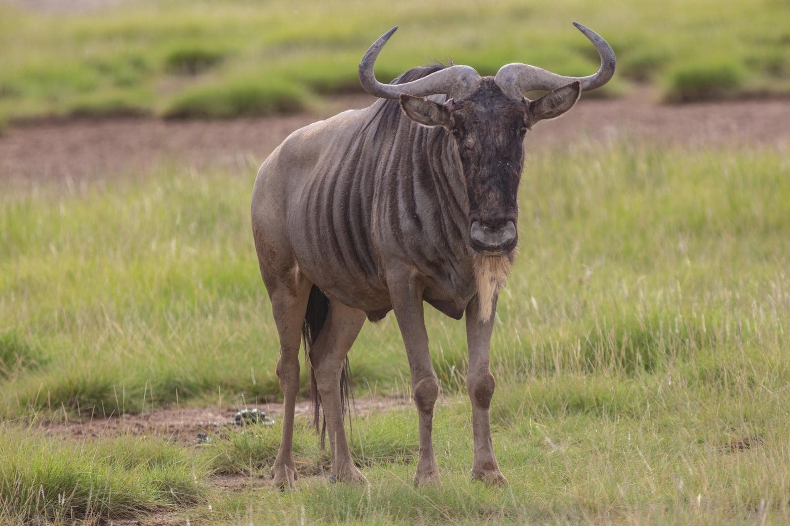 Blå gnu — 1/3