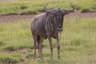Blå gnu