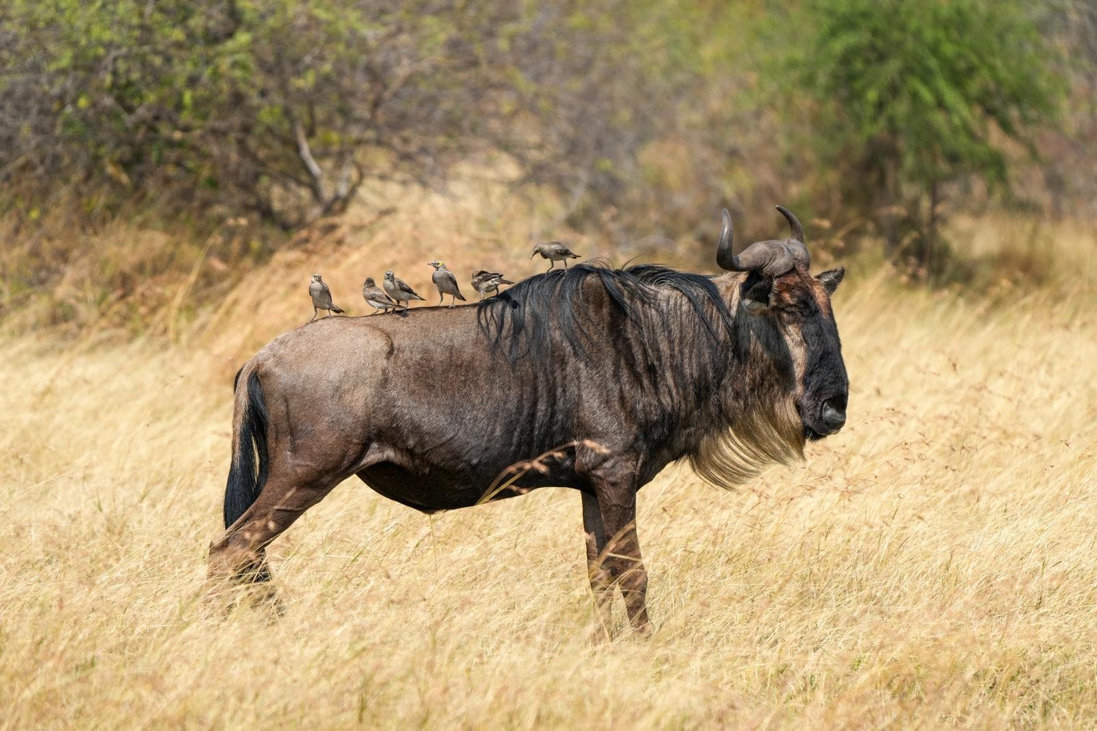 Blå gnu — 2/3