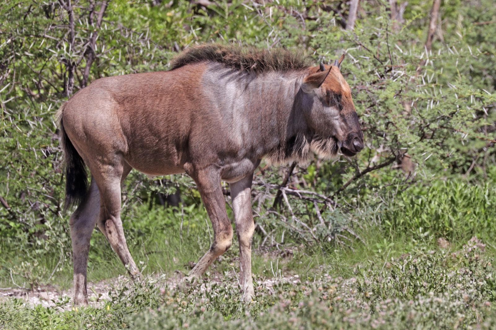 Blå gnu — 3/3