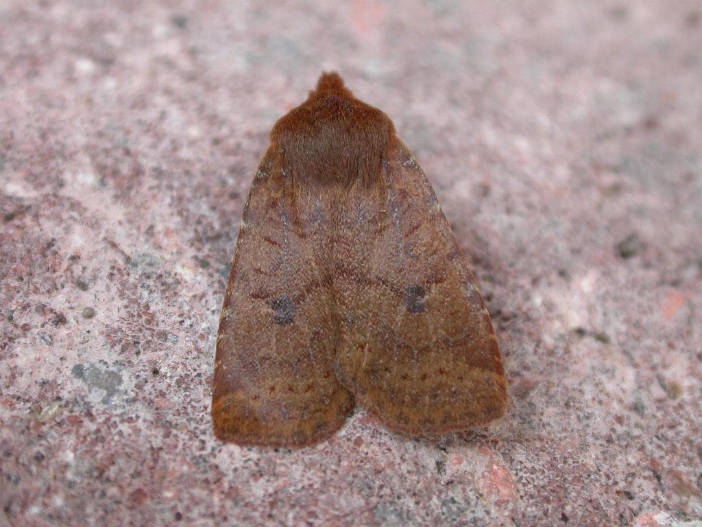 Blåbärsfiblemott — 1/3