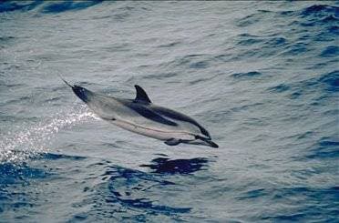 Blåvit delfin