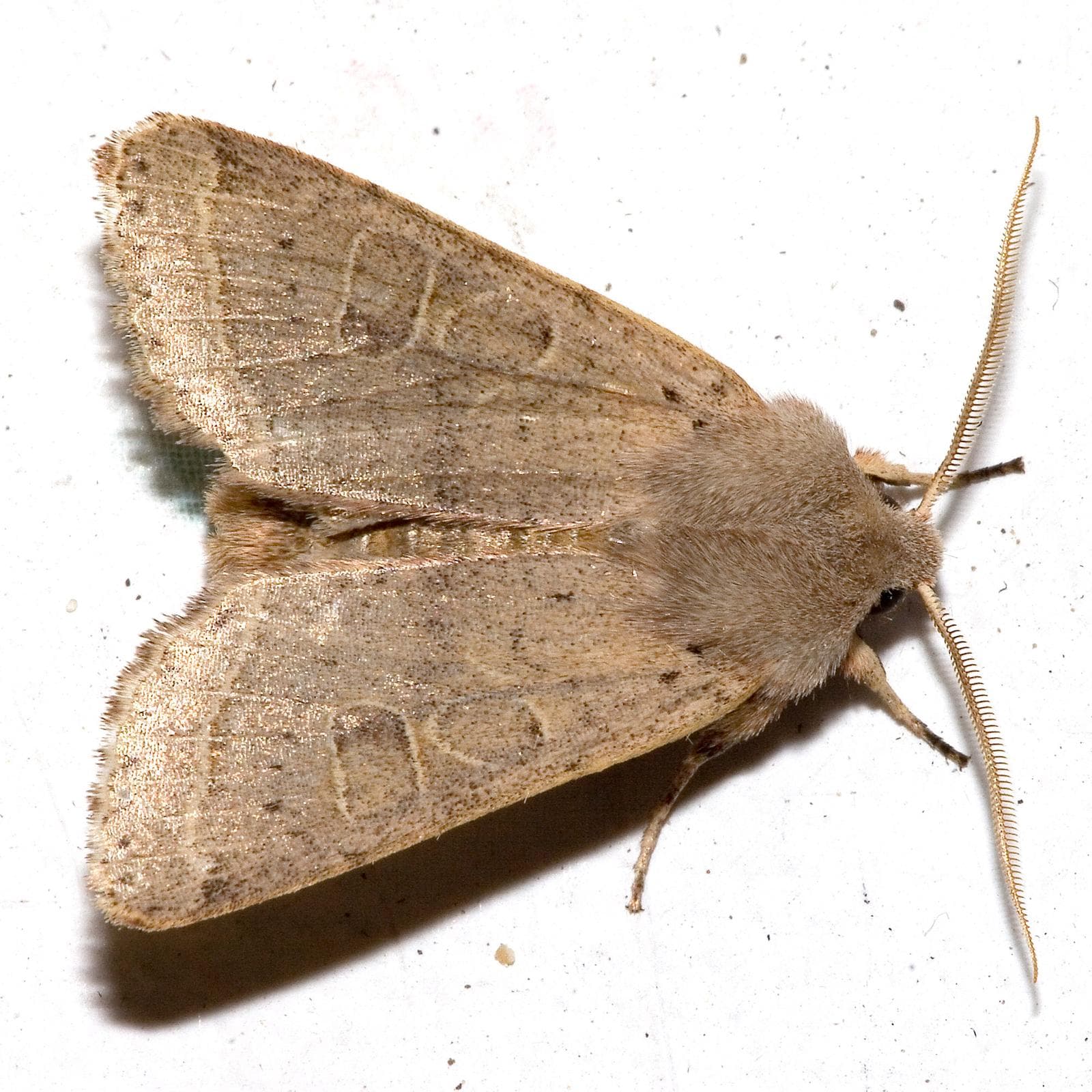 Blekgul vårfly — 1/3
