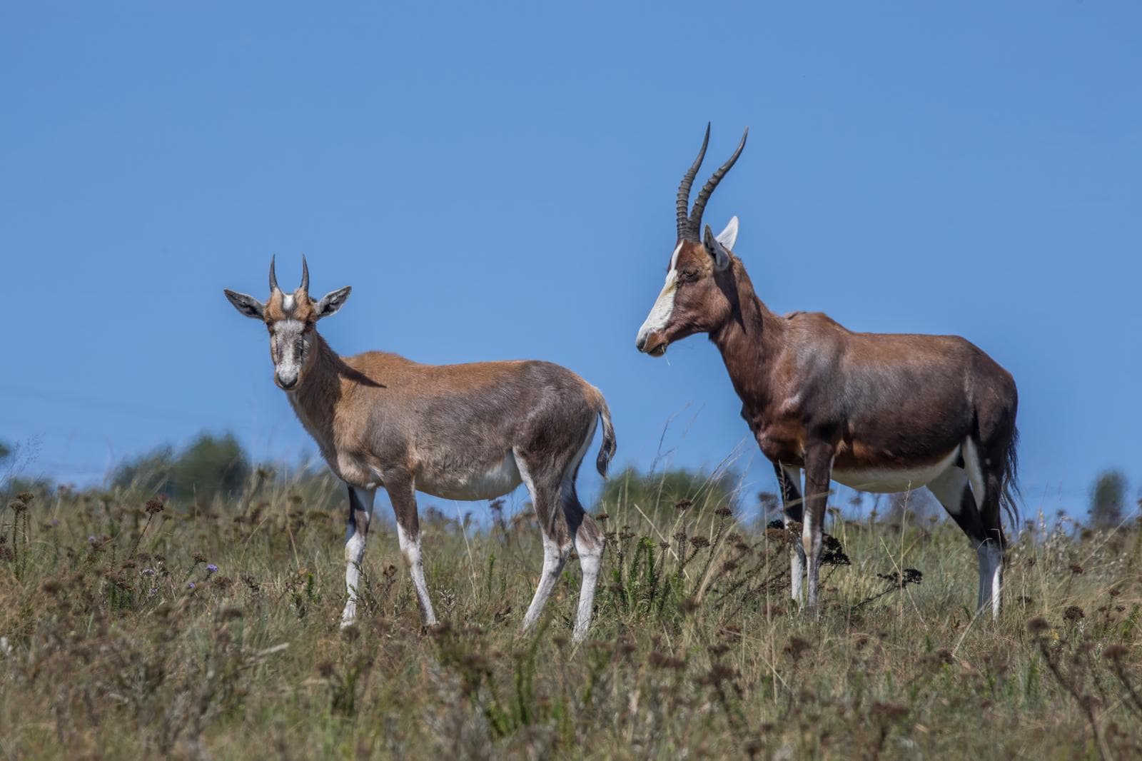 Blesbok — 3/3