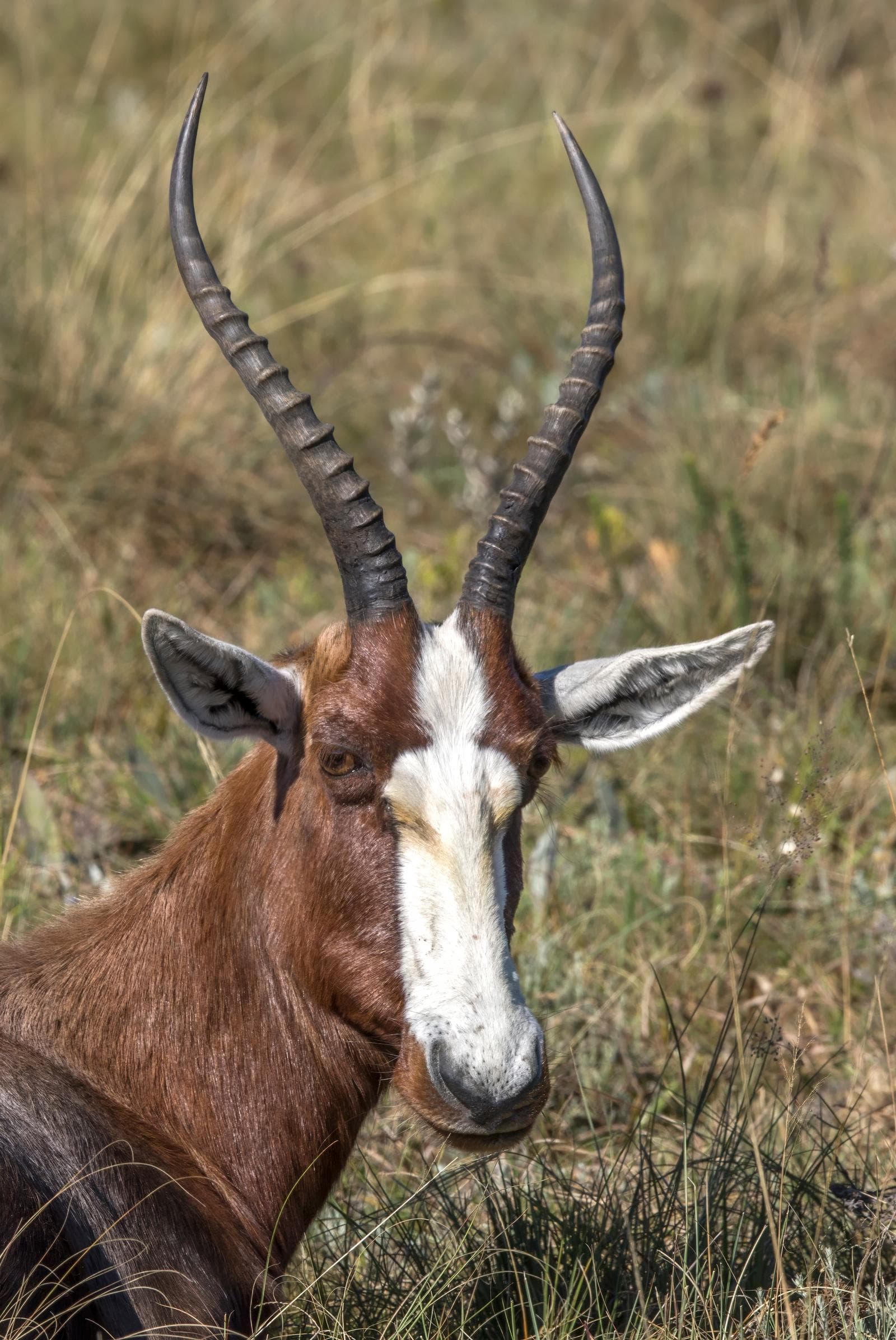 Blesbok — 2/3