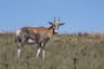 Blesbok