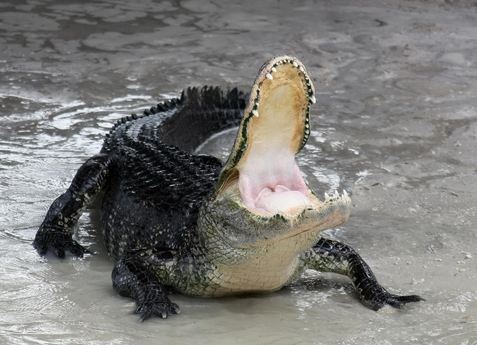 Krokodil eller alligator? 5 sätt att skilja dem åt!