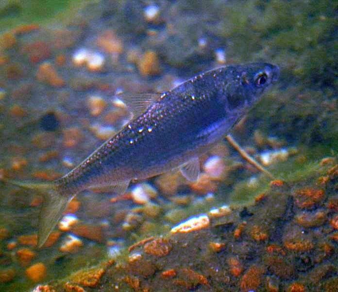 Blysillfisk — 1/3