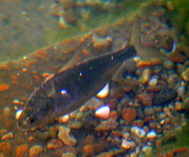 Blysillfisk — 3/3