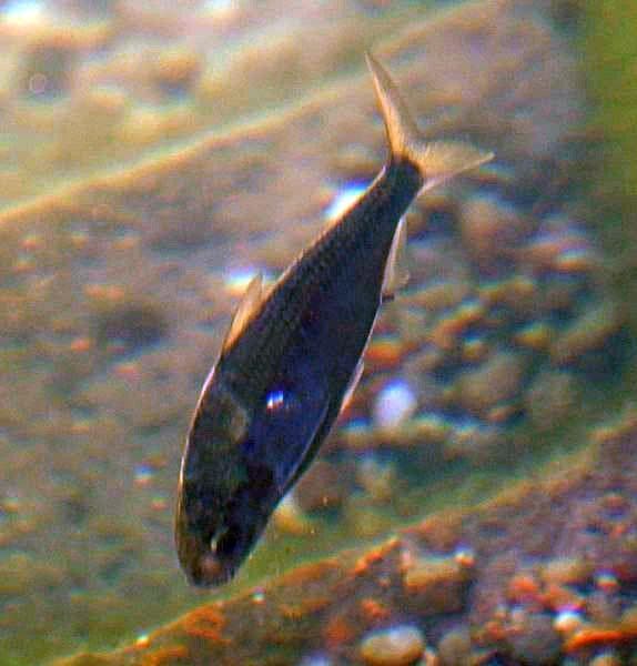 Blysillfisk — 2/3
