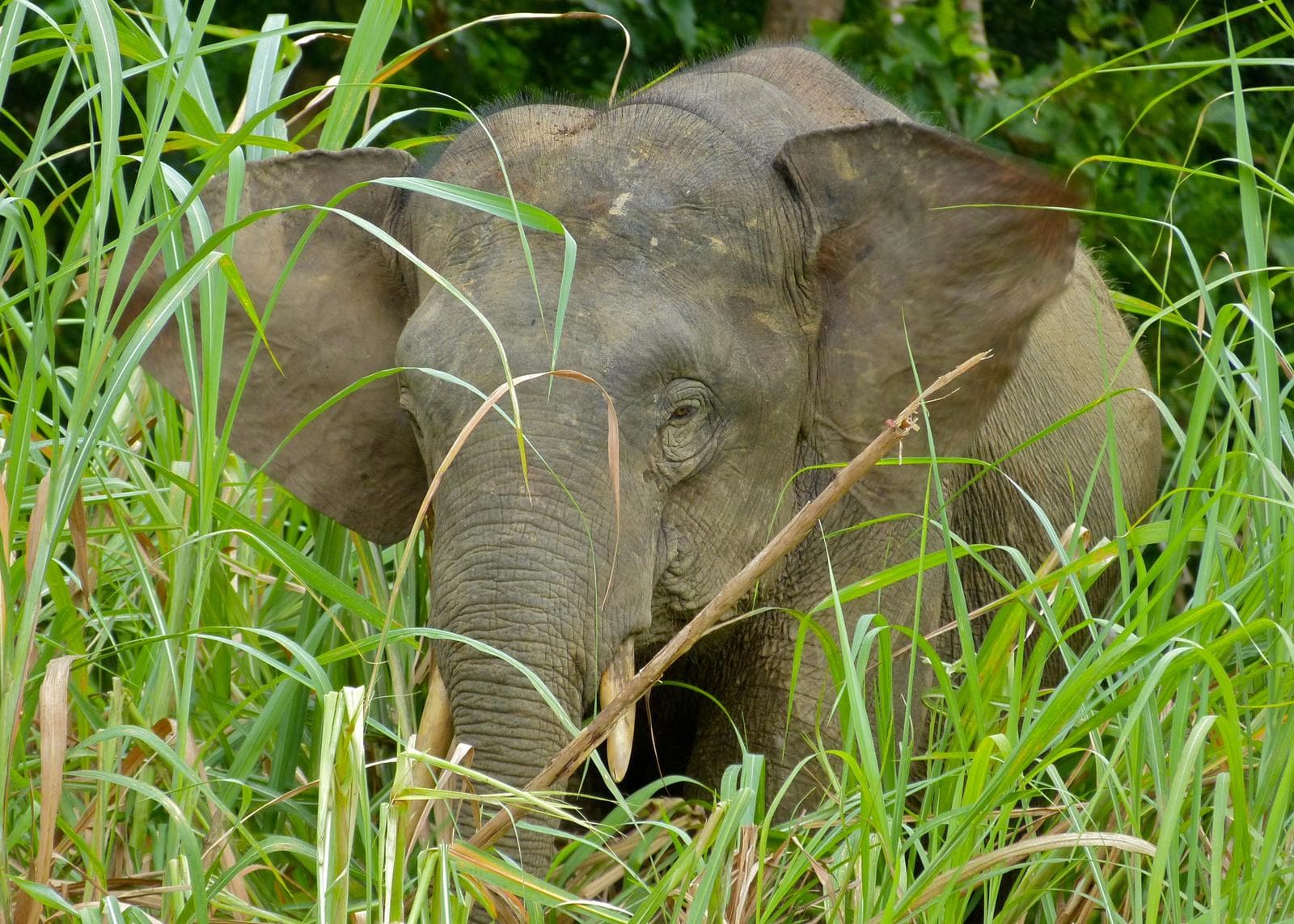Borneoelefant — 1/3
