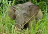 Borneoelefant
