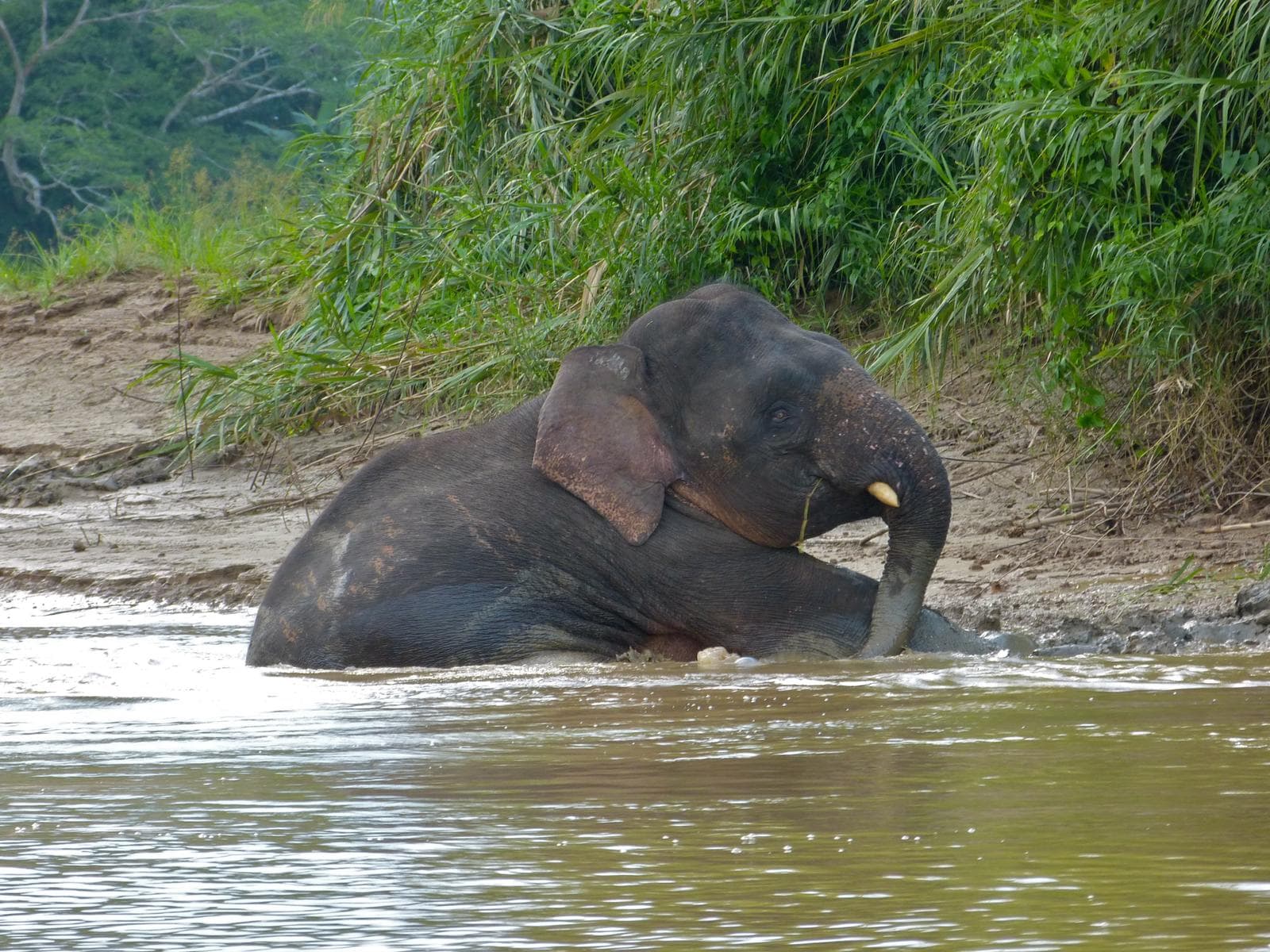 Borneoelefant — 2/3