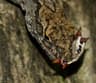 Brun anolis
