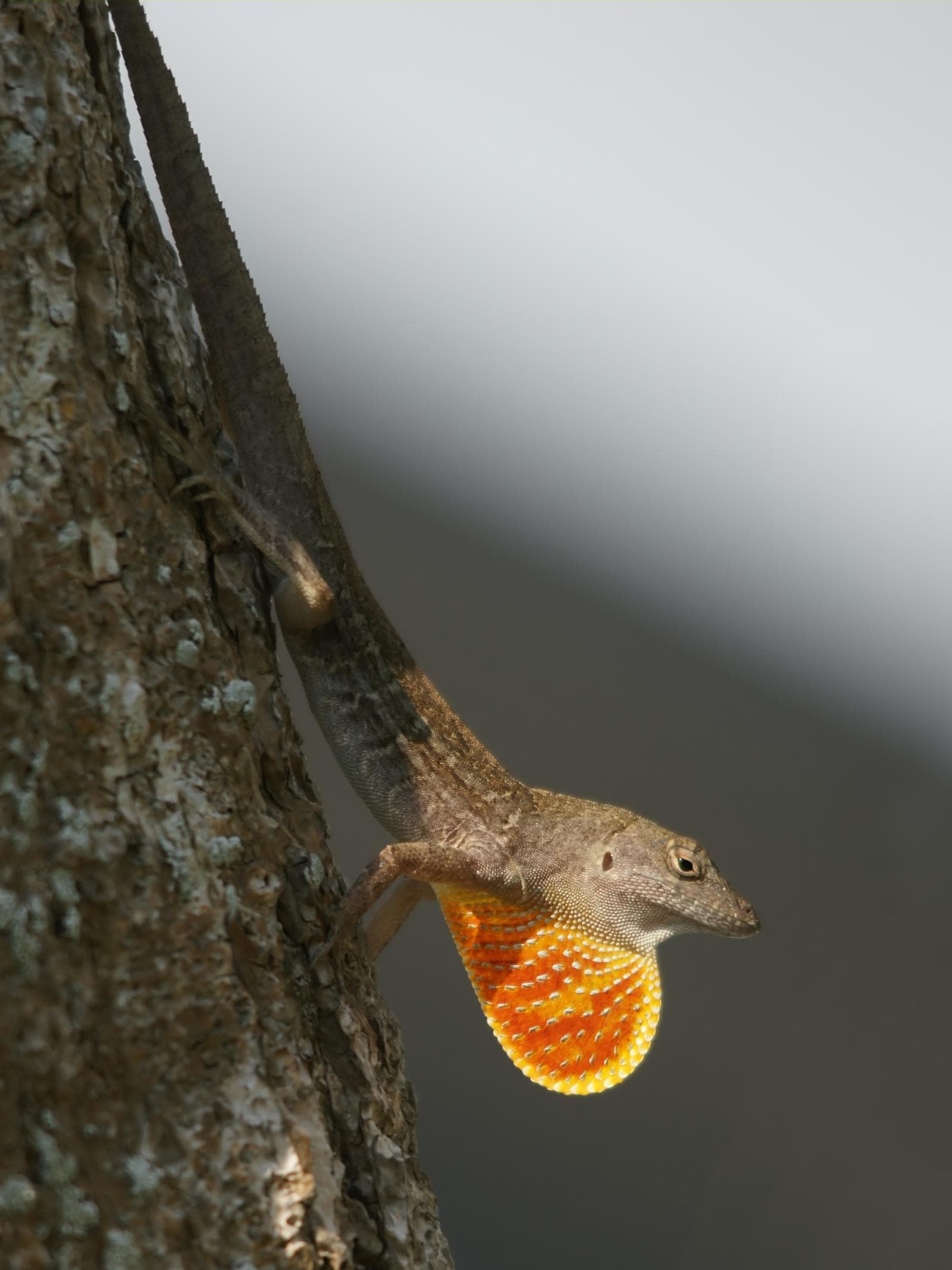 Brun anolis — 2/3
