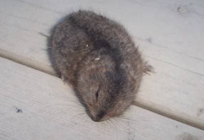 Brun lämmel